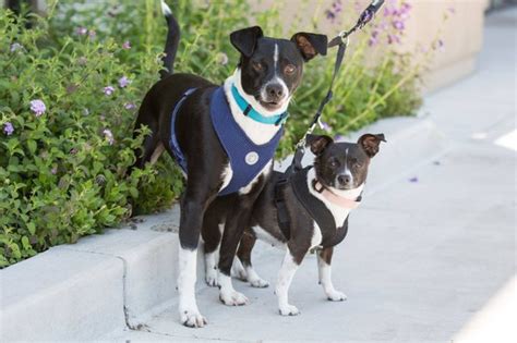 Sac animal shelter front street - Front Street Animal Shelter is completely out of space for dogs and is making all dog adoptions free through February 18 to try and make room. "Our shelter before the storm was already really full ...